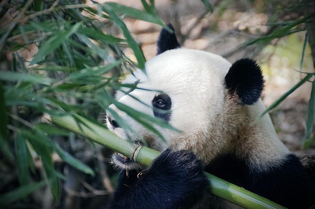 人有23对染色体，大家猜猜大熊猫有多少对染色体？ - 第1张 - 懿古今(www.yigujin.cn)